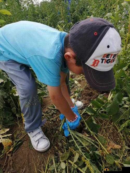 后挤牛奶拔萝卜怎么拔：实用技巧分享