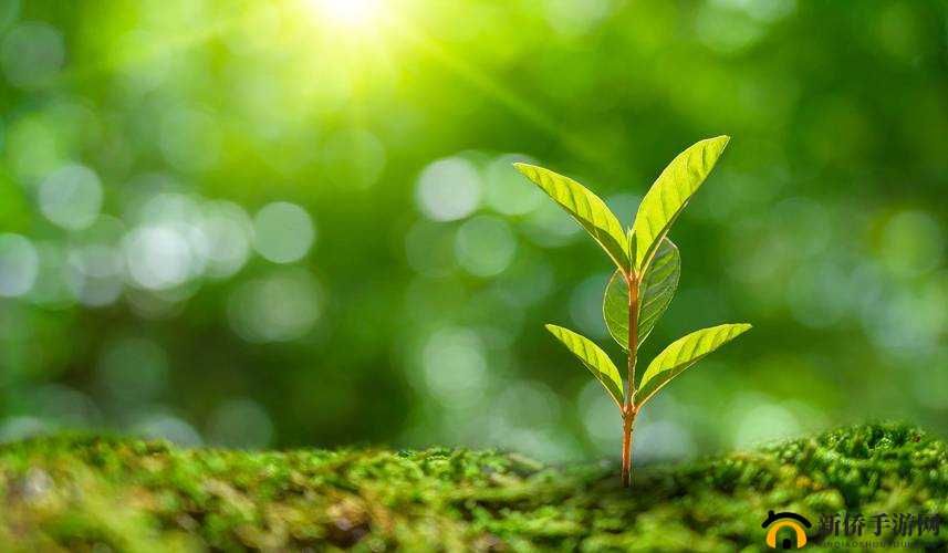 嫩叶草和欧洲的区别：全方位对比解析