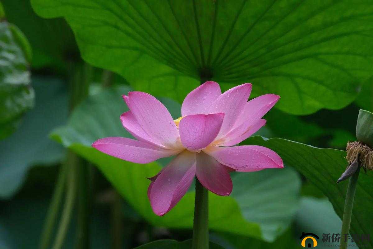 女性半夜莲花开放的治疗方法：探索有效治疗途径